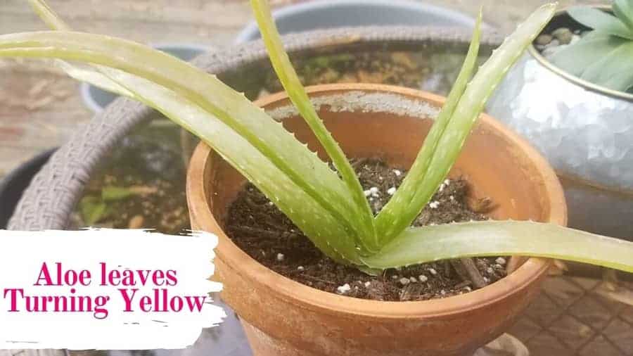 Innendørs potte Aloe Vera plante blir gul