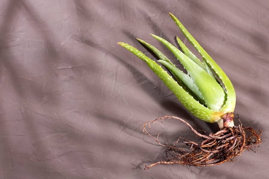 Why Do Aloe Leaves Turn Yellow? (How To Fix It ...