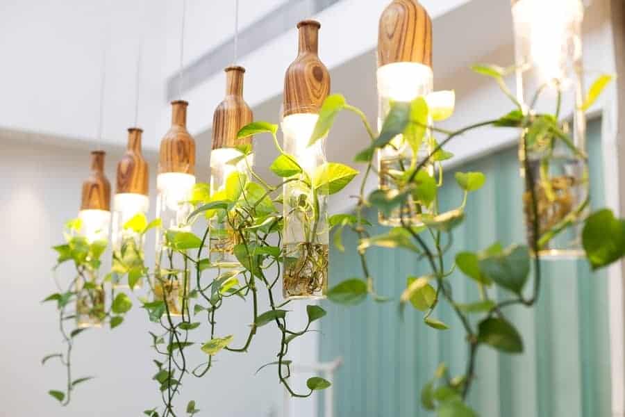 plantas de Interior, usando fonte artificial de luz para a fotossíntese