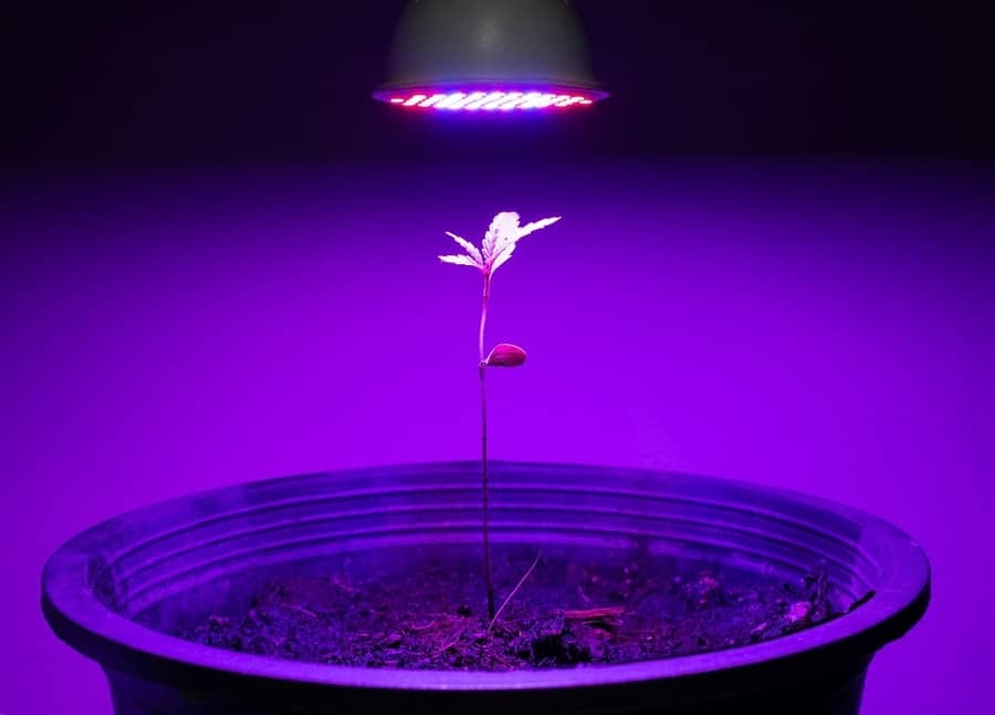 Plante utilisant une source de lumière artificielle pour la photosynthèse