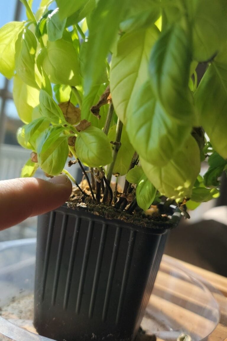How to Cut Basil So It Continues to Grow