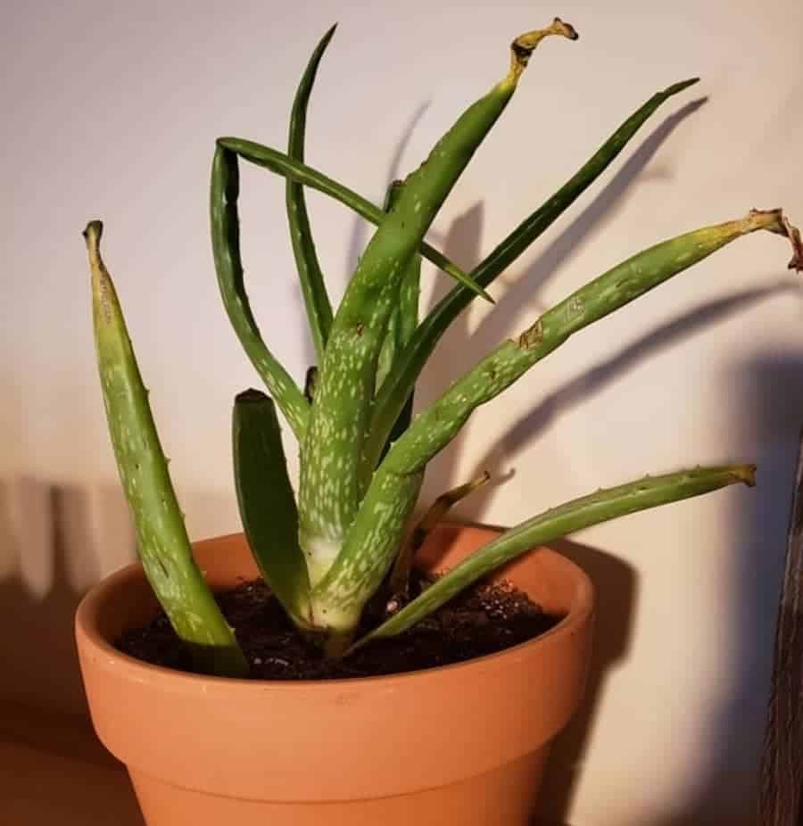 Should I Cut the Brown Tips Off My Aloe Plant? (Solved!)