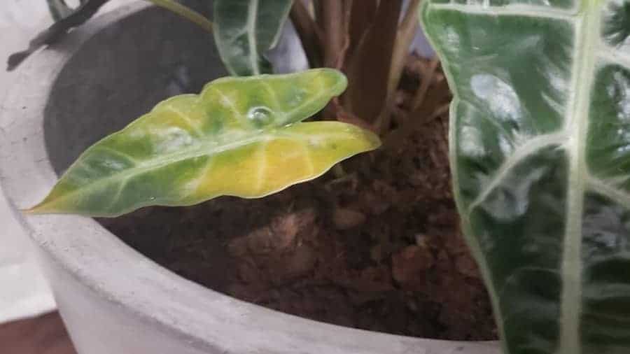 Alocasia Polly Turning Yellow (Causes and How to Fix It)