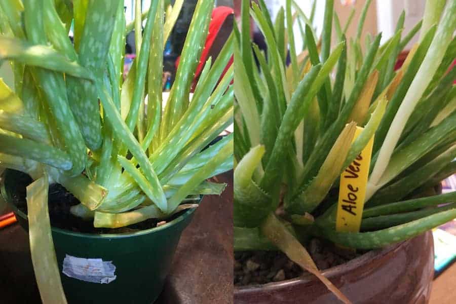 WHITE ALOE SCALE – Something Over Tea