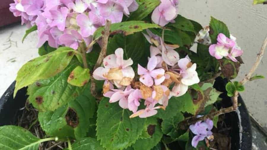 Why Are My Hydrangea Leaves Brown And How To Fix It Garden For Indoor