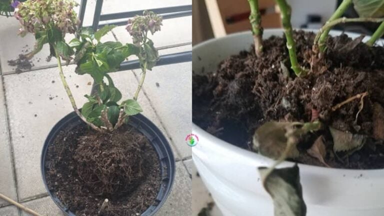 Signs Of Hydrangea Root Rot (Step By Step Solution) - Garden For Indoor