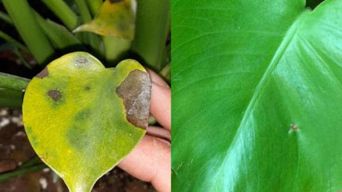 Why Does My Monstera Have Brown Spots? (And How to Fix It ...