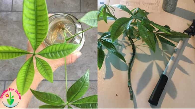 How To Fix Root Rot In Money Tree Signs And Causes Garden For Indoor