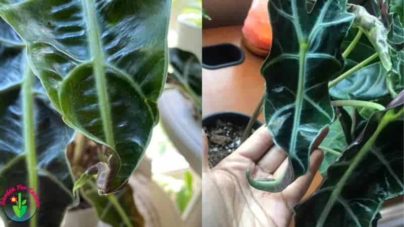 Why Are My Alocasia Leaves Curling? (And How to Fix It)