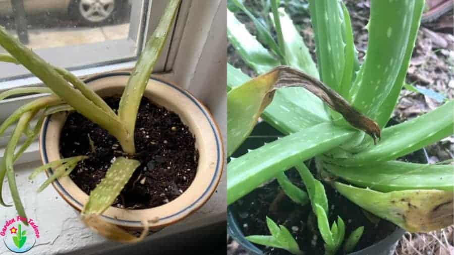 Pianta di Aloe vera in vaso che mostra sintomi di eccesso di acqua.