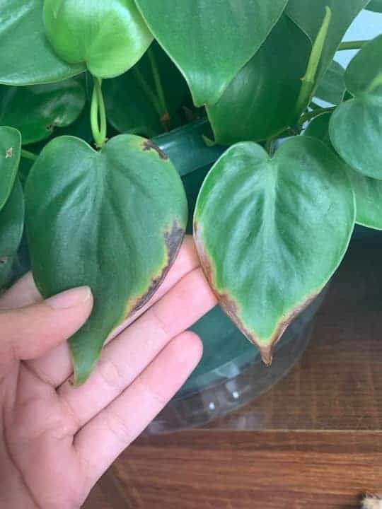 Philodendron Birkin Leaves Curling