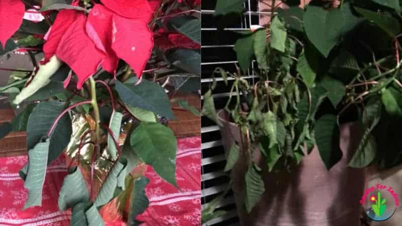 Why Are My Poinsettia Leaves Curling And How To Fix It Garden For Indoor