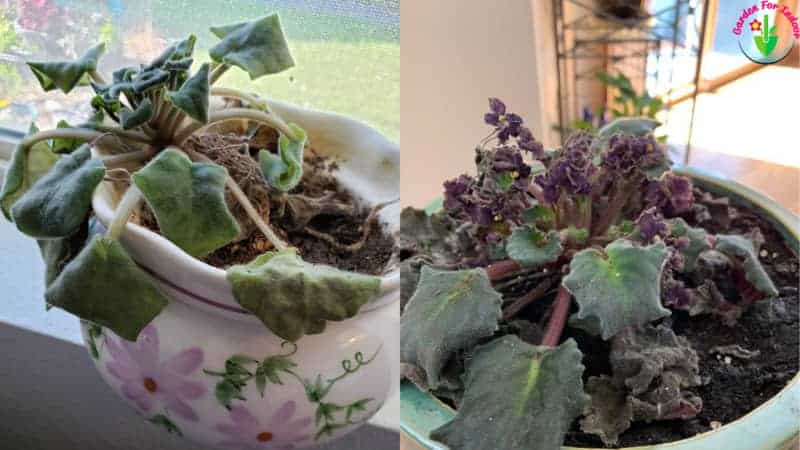 How To Save An Overwatered African Violet Step By Step Garden For Indoor 