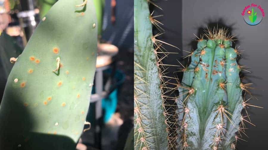 How To Get Rid Of Brown Spots On Cactus And Prevention Garden For Indoor