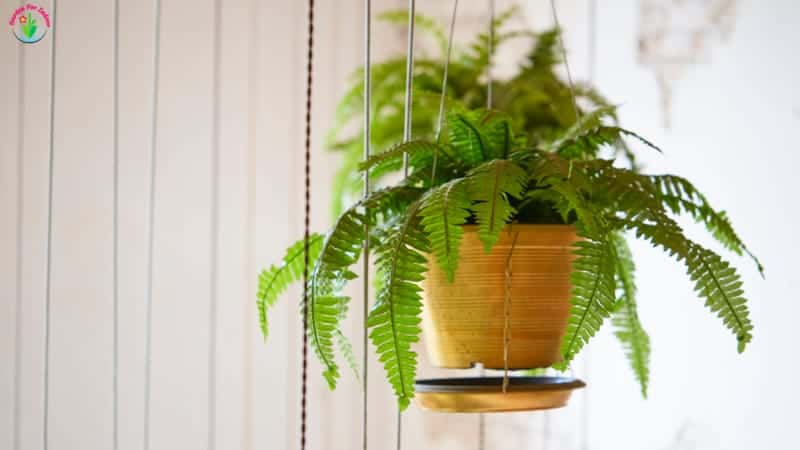 How Often Do You Water Ferns? (Outdoors and Indoors)