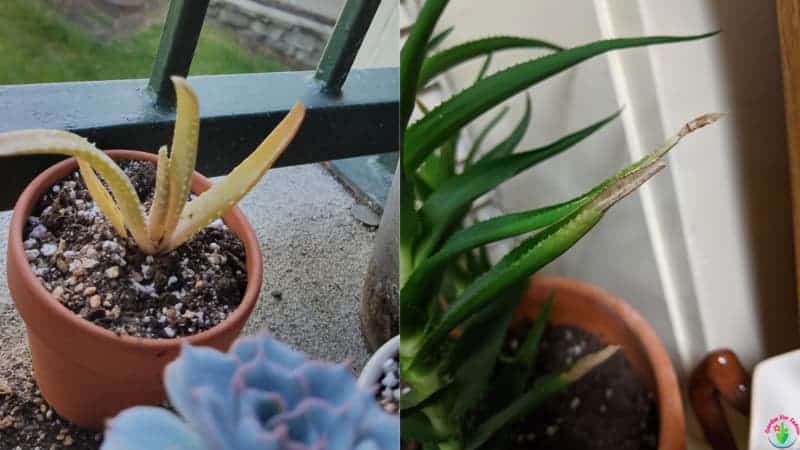 To Water Aloe (3 Effective Ways) Garden For Indoor