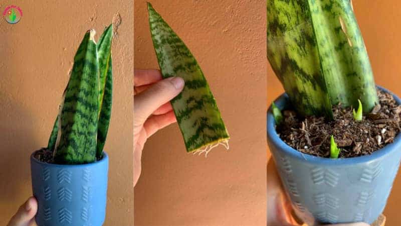 Image showing steps of snake plant leaf propagation.