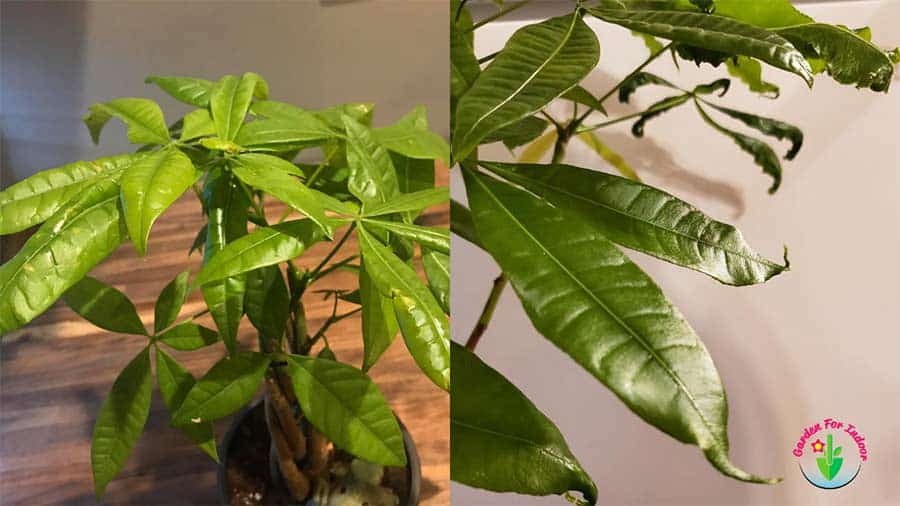 5 Causes of Money Tree Leaves Curling (And How to Fix It)