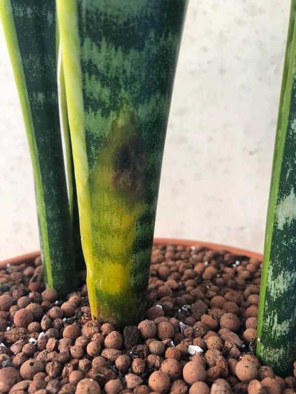 How to Save Overwatered Snake Plant (Step by Step ...