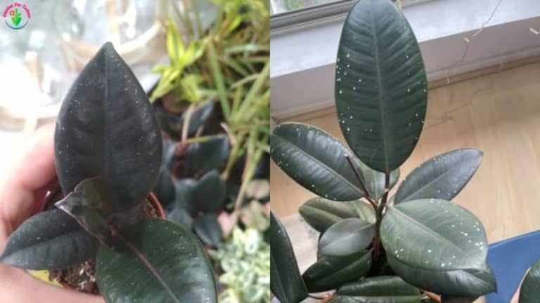 Why Does My Rubber Plant Have White Spots And How To Fix It Garden For Indoor