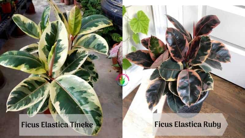 10 Unbelievable Patterned Variegated Indoor Plants - Ficus Elastica Tineke Vs Ruby