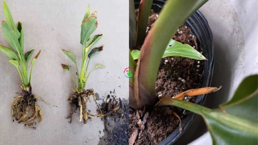 bird-of-paradise-root-rot-signs-causes-and-treatment-garden-for-indoor