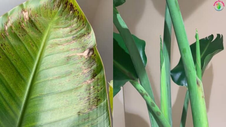 Brown Spots On Bird Of Paradise (Causes And Solutions) - Garden For Indoor
