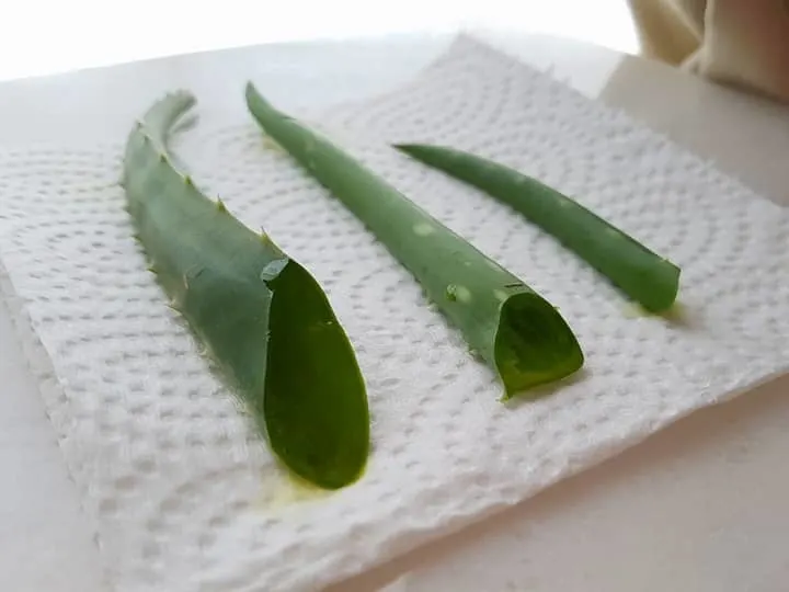 How To Grow Aloe Vera In Water Step By Step Garden For Indoor 3927