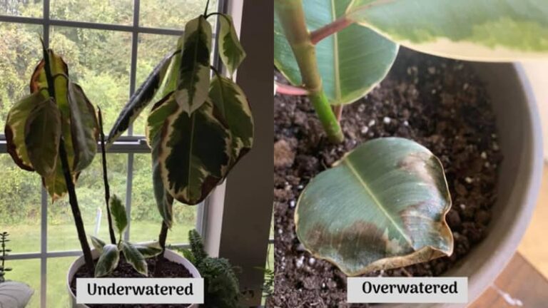 Rubber Plant Watering (How Much and How Often to Water)