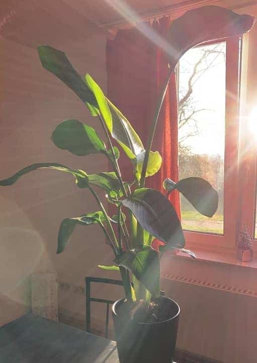 bird of paradise direct sunlight