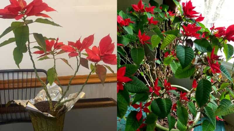 poinsettia-dropping-leaves-9-causes-and-solutions-garden-for-indoor