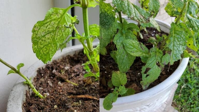 Black Spots on Mint Leaves (Causes and Treatment)