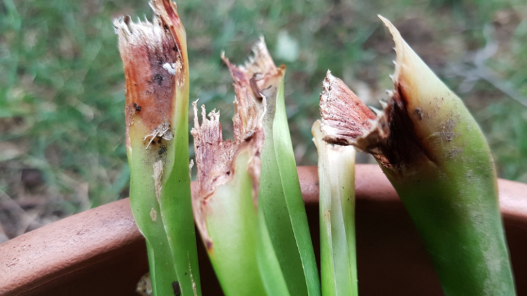 Hosta Problems Identifying And Treating 11 Common Hosta Diseases (with Images ...