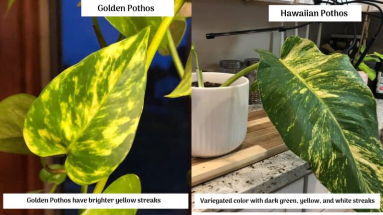Golden Pothos Vs Hawaiian Pothos (Differences and Similarities)