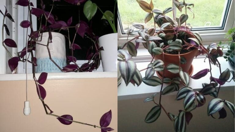 4 Causes of Leggy Wandering Jew (And How to Fix It)