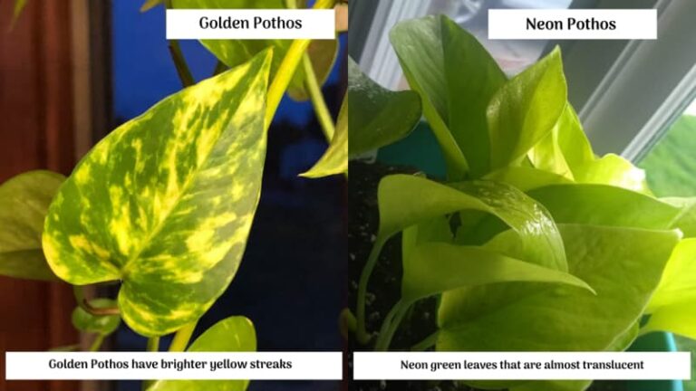Neon Pothos vs Golden Pothos (What’s The Difference)