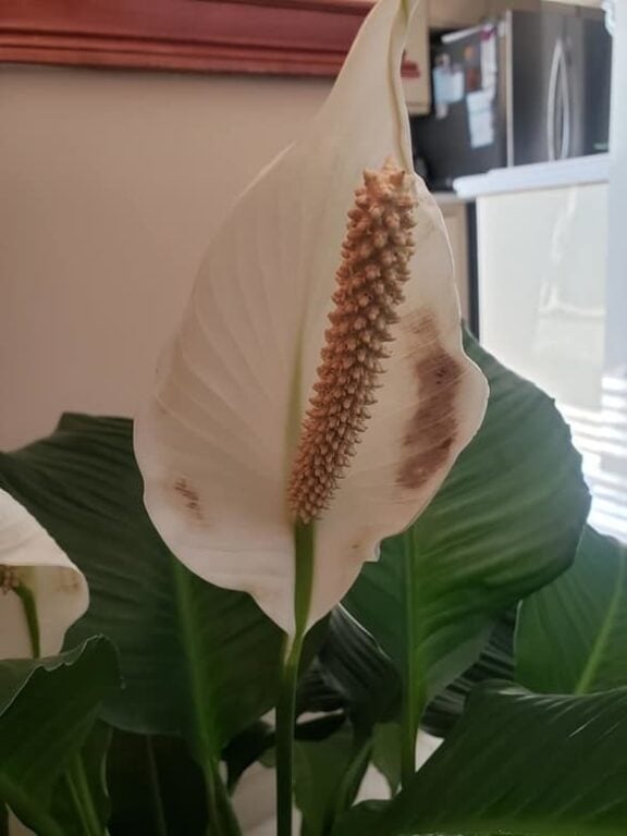 11 Causes Of Peace Lily Flowers Turning Brown Or Black (Fixed