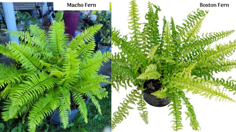 Macho Fern vs Boston Fern (What’s The Difference?)