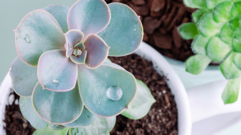 11 Things To Do When You First Get A Succulent