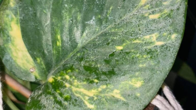 White Spots on Monstera (6 Ways to Get Rid of It)