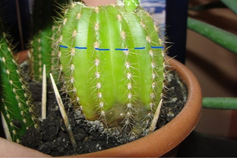 Cactus Getting Squishy? (Here’s What to Do)