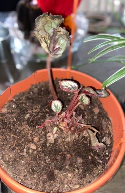 Why Is My Coleus Wilting (Causes And Solutions) - Garden For Indoor