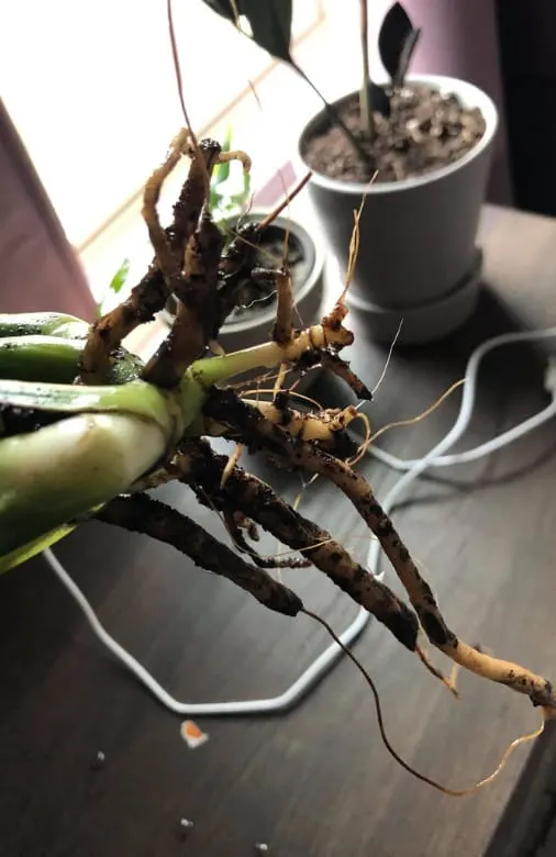 split leaf philodendron roots