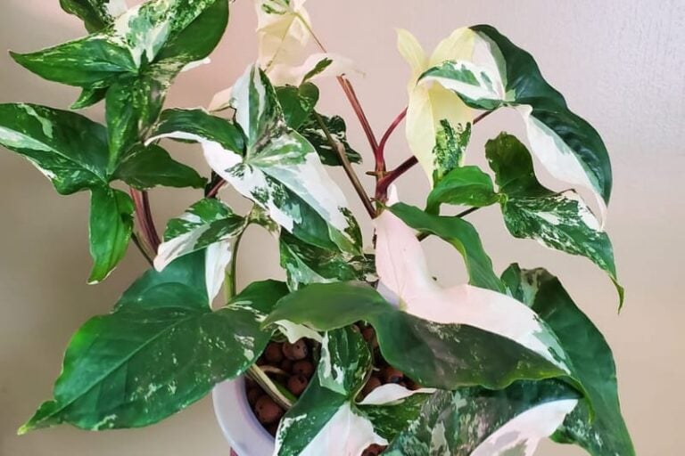 Syngonium Variegata Care Guide (12 Types with Pictures)