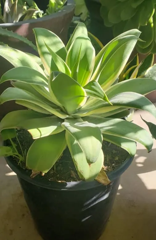 8 Plants That Look Like Aloe Vera But Aren't (With Images) - Garden For  Indoor