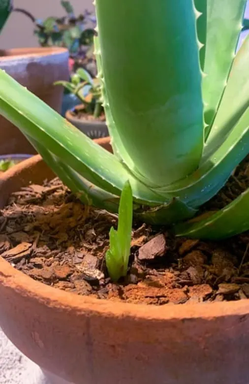 single aloe vera leaf