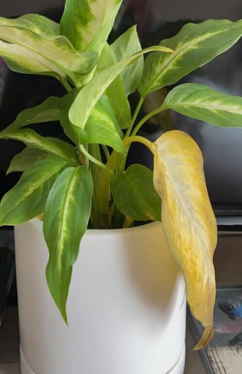 Why Is My Dieffenbachia Drooping? (Here's How To Fix It) - Garden For ...