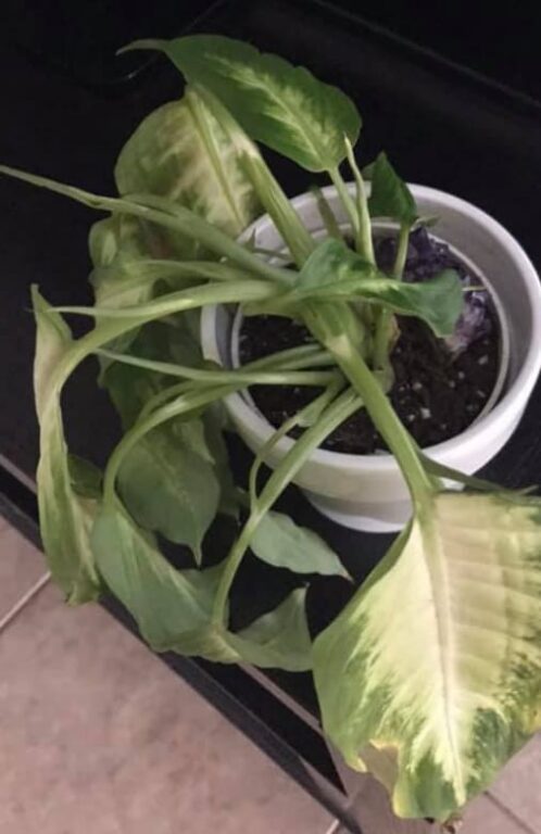 Why Is My Dieffenbachia Drooping? (Here's How To Fix It) - Garden For ...