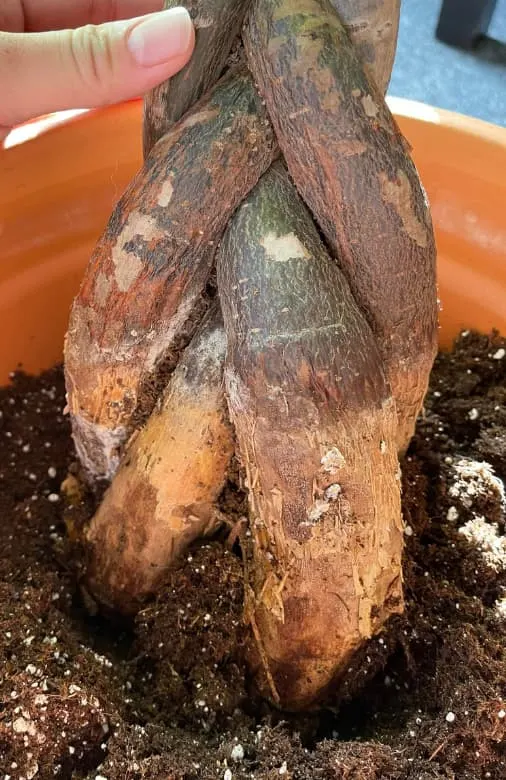 Money tree Root Rot Signs.jpg