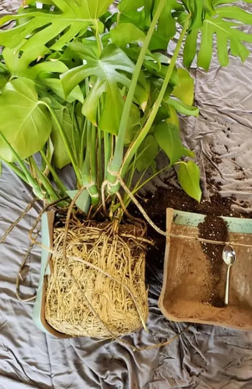 split leaf philodendron roots